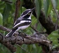 Senegal Batis