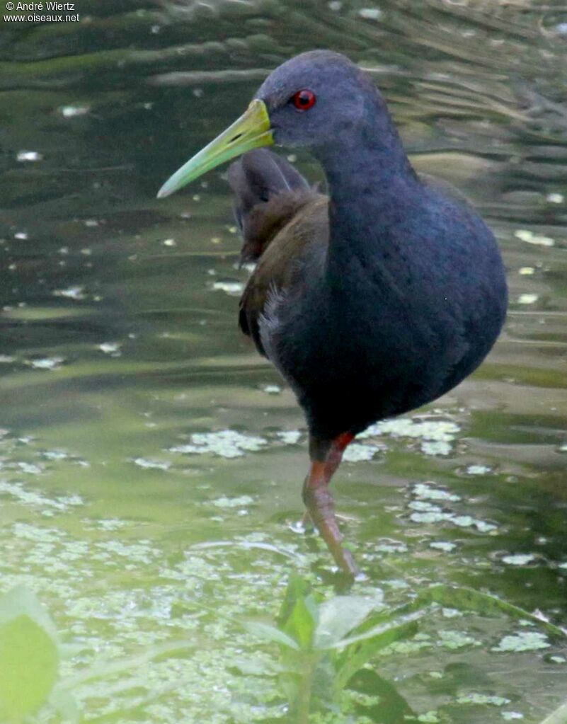 Slaty-breasted Wood Rail