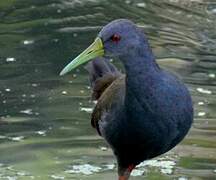 Slaty-breasted Wood Rail