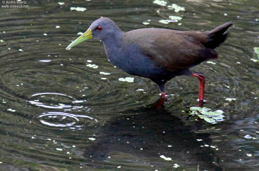 Slaty-breasted Wood Rail