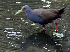 Slaty-breasted Wood Rail