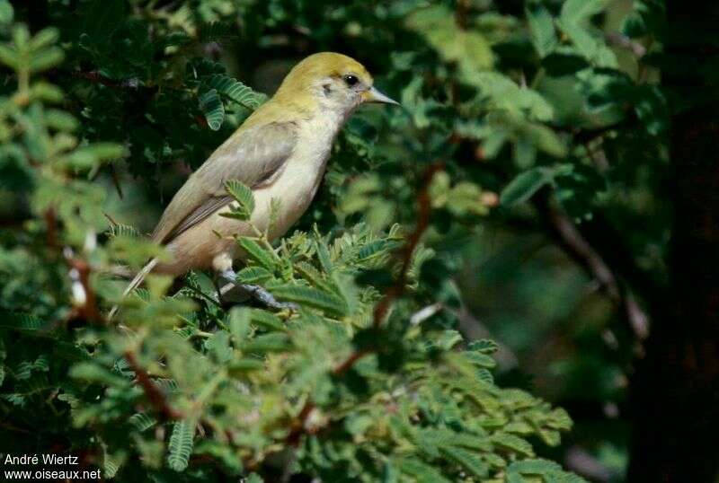 Sennar Penduline Tit, identification