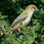 Sennar Penduline Tit