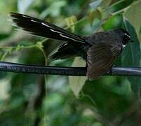 White-throated Fantail