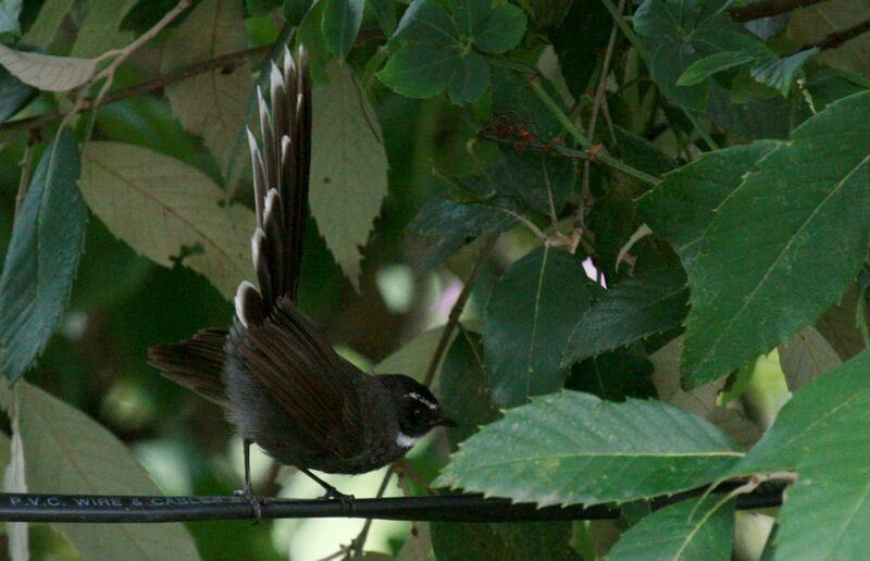 White-throated Fantail, identification