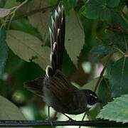 White-throated Fantail