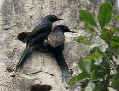 Narrow-tailed Starling