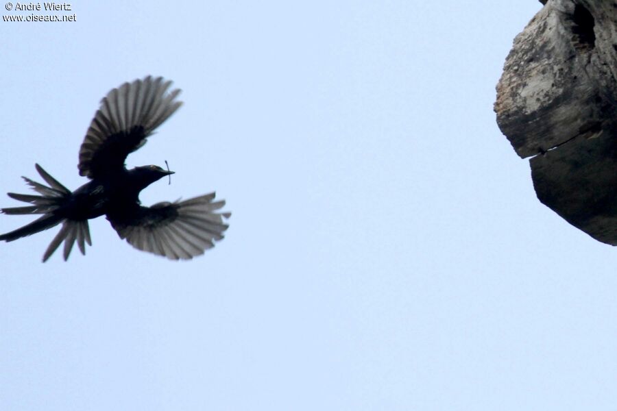 Narrow-tailed Starling