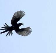 Narrow-tailed Starling