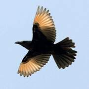 Tristram's Starling