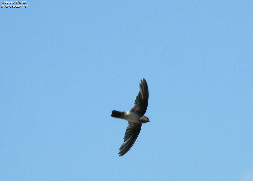 Uniform Swiftlet, Flight