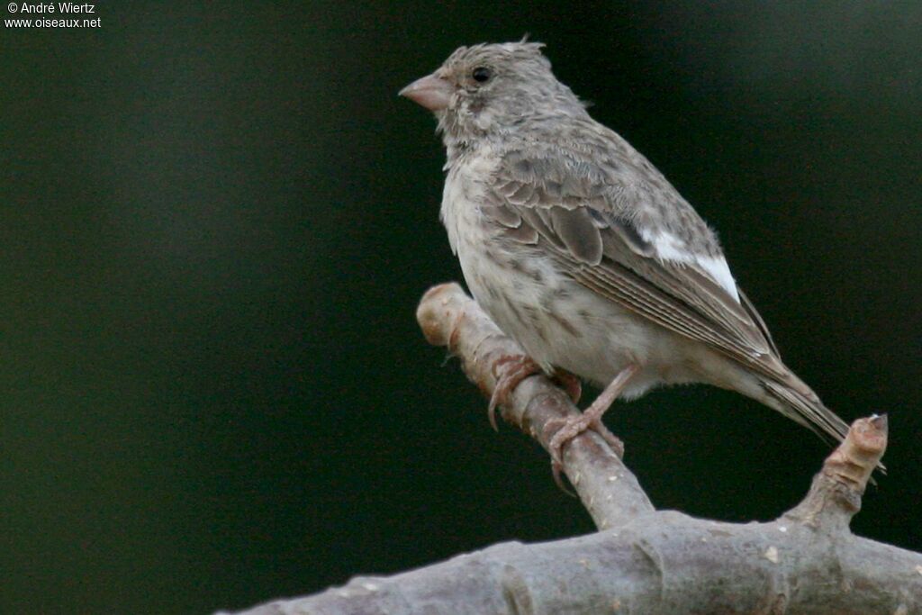 Serin à croupion blanc