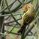 Serin à diadème