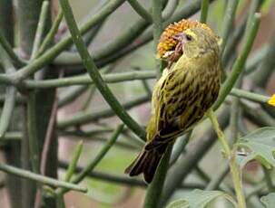 Serin à diadème