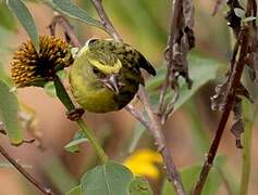 Serin à diadème