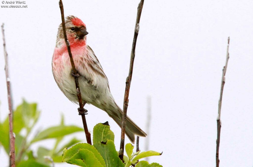 Common Redpoll