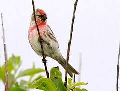 Common Redpoll