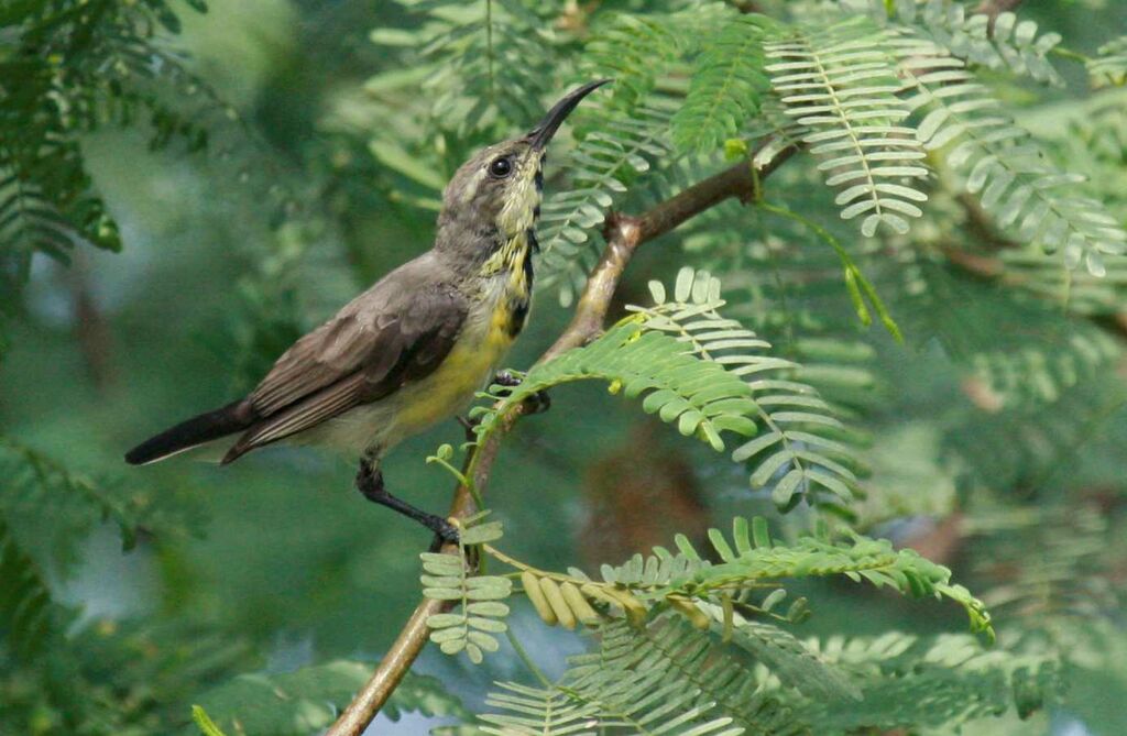 Purple Sunbird, identification