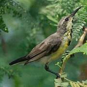 Purple Sunbird