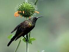 Bronzy Sunbird