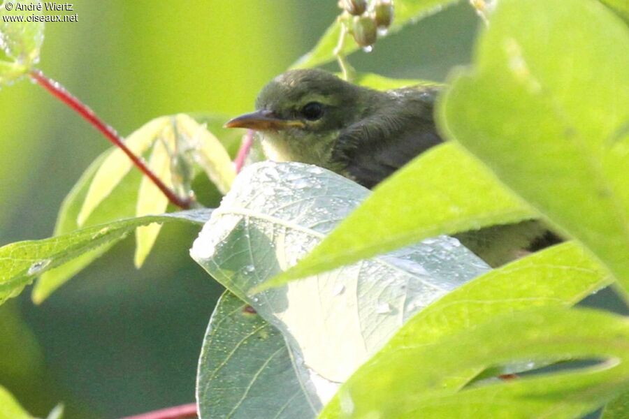 Fraser's Sunbird