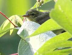 Fraser's Sunbird