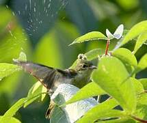 Fraser's Sunbird