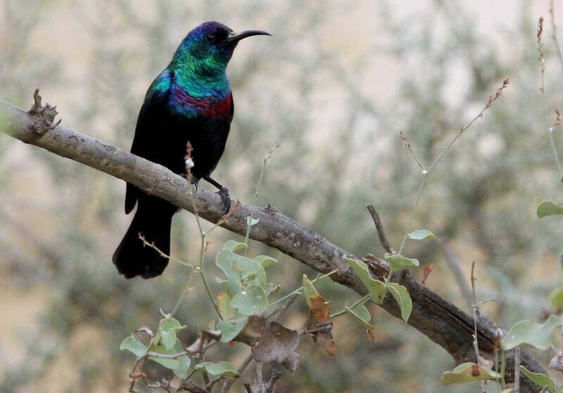 Arabian Sunbird male, identification