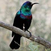 Arabian Sunbird