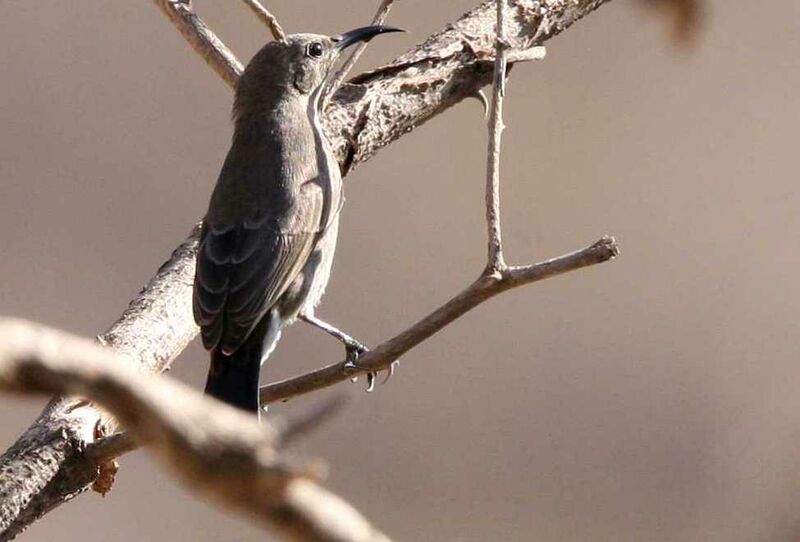 Arabian Sunbird