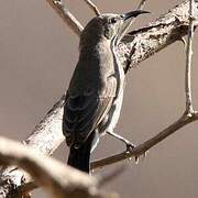 Arabian Sunbird