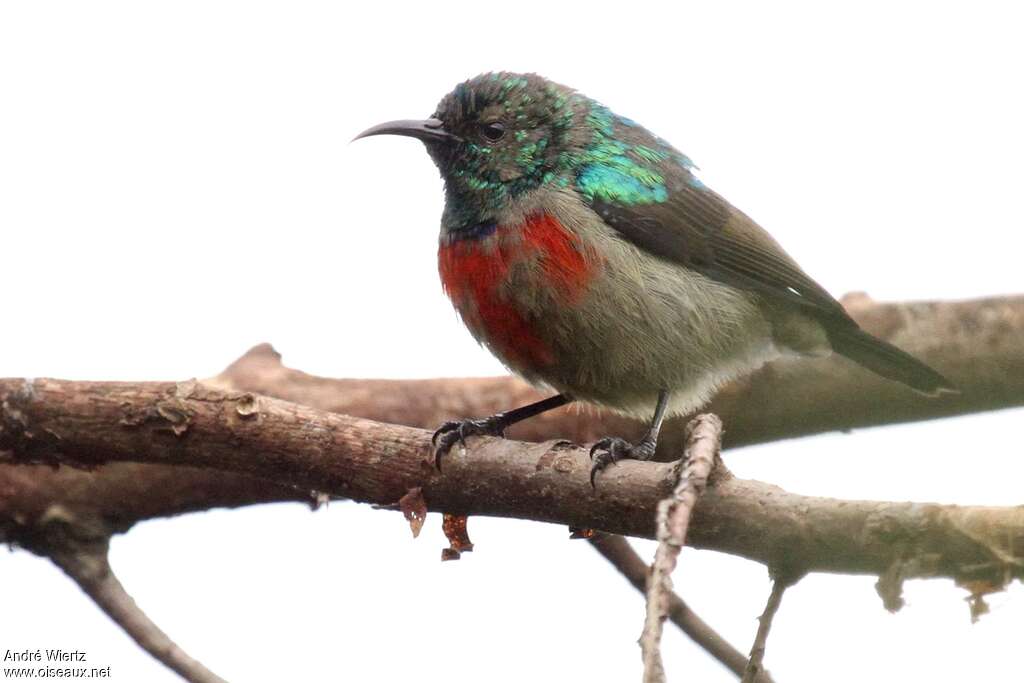 Rwenzori Double-collared Sunbird, identification