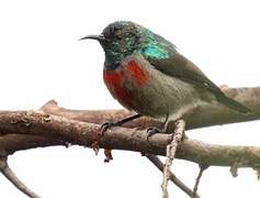 Rwenzori Double-collared Sunbird