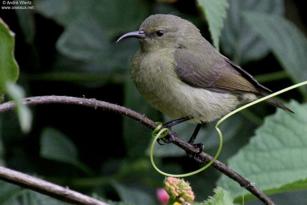 Rwenzori Double-collared Sunbird