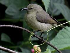 Rwenzori Double-collared Sunbird