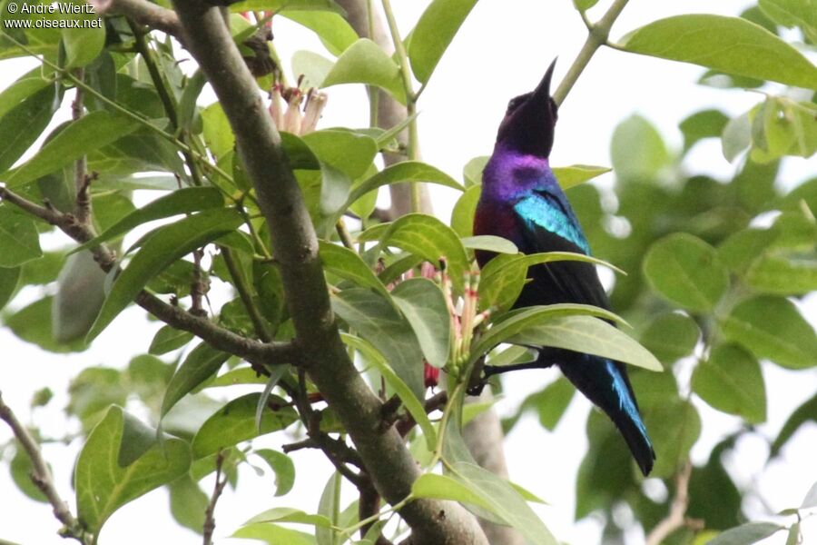 Splendid Sunbird