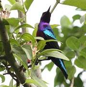 Splendid Sunbird