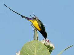 Pygmy Sunbird