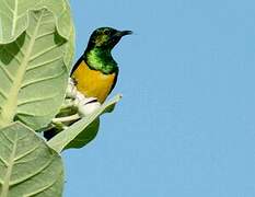 Pygmy Sunbird