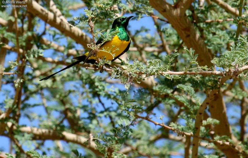 Pygmy Sunbird