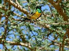 Pygmy Sunbird