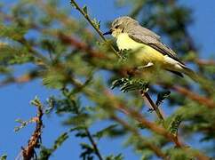 Pygmy Sunbird