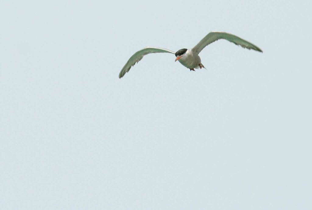 White-cheeked Ternadult, Flight