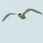 White-cheeked Tern