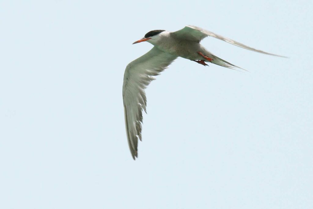 White-cheeked Ternadult, Flight