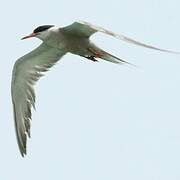 White-cheeked Tern