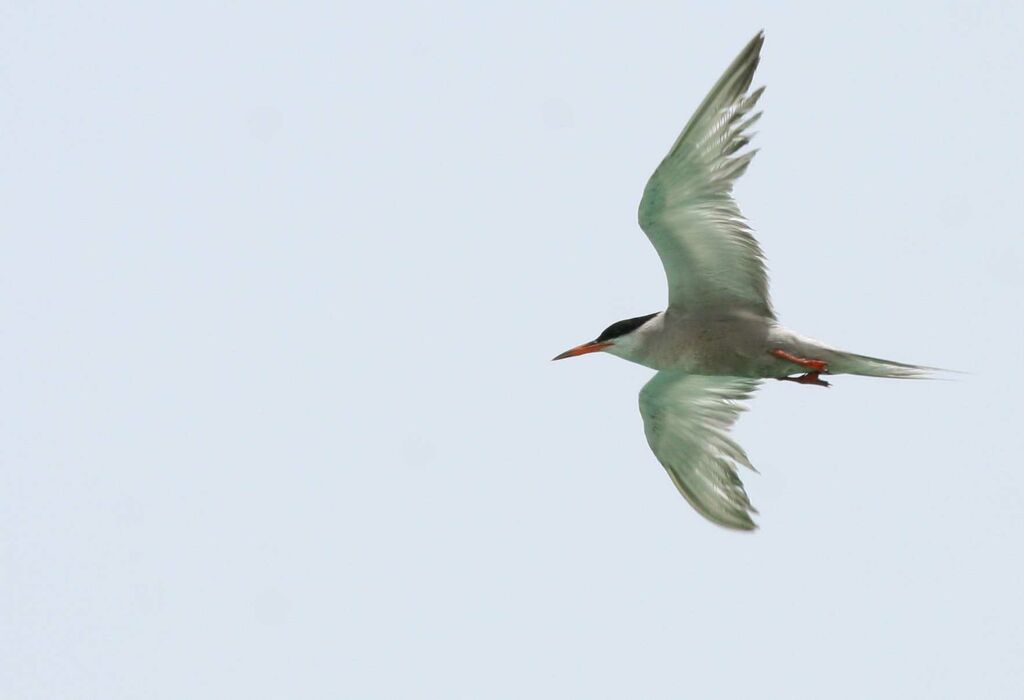 White-cheeked Ternadult, Flight