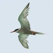 White-cheeked Tern