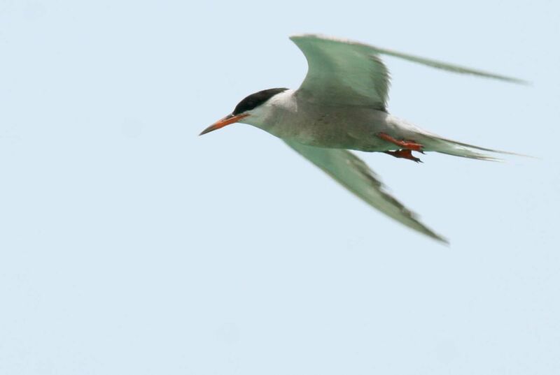White-cheeked Tern, identification