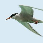 White-cheeked Tern